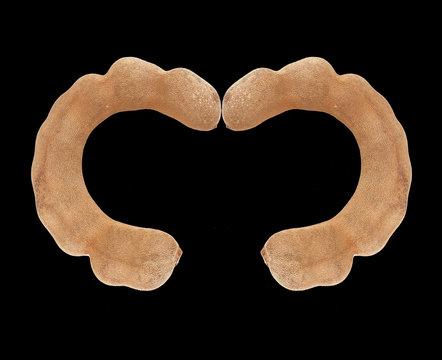 Tamarind paste on black background.