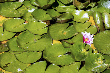 Flowering Lillypad in Pond