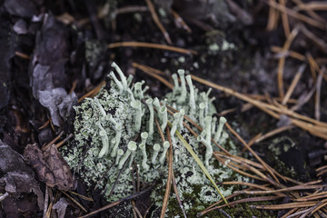 lichen closeup macro cladonia