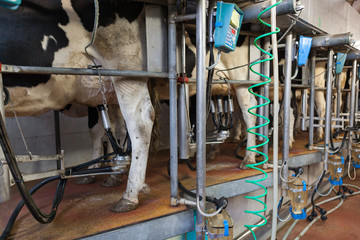milking process
