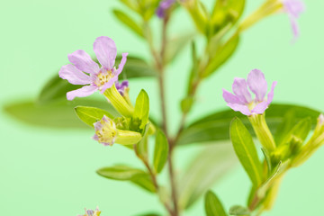 violet flowers