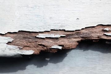 termite track on wooden panel