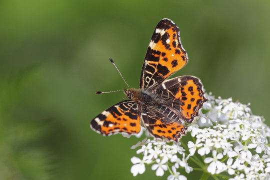Schmetterling - Araschnia levana - Landkärtchen