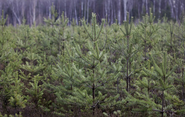 young pine forest, seedlings, small trees