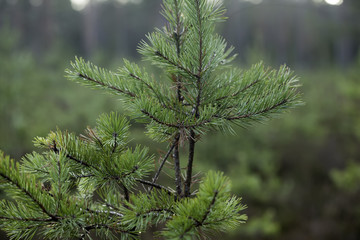 young pine forest, seedlings, small trees
