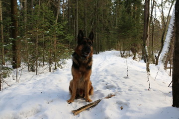 Собака овчарка в зимнем лесу со снегом