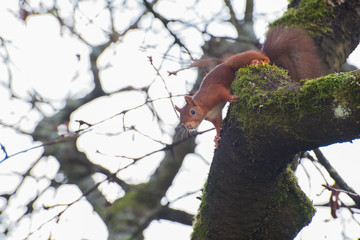 Eichhörnchen auf Baum