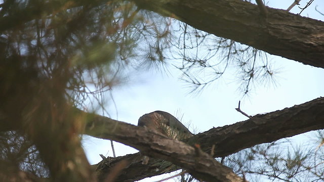a sharp-shinned hawk tearing into its prey high up in a tree