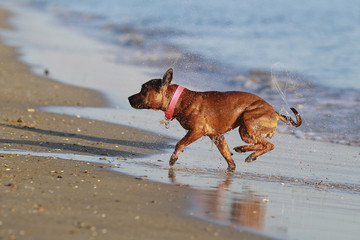 staffordshire bull terrier shaking