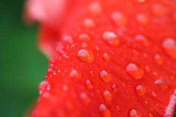 water drop on flower.