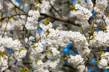 spring flowers on tree branch.  Spring blossom background