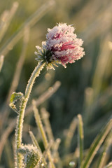 Winter - Reif - Frost - Eis