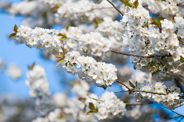 spring  background.  Spring Time