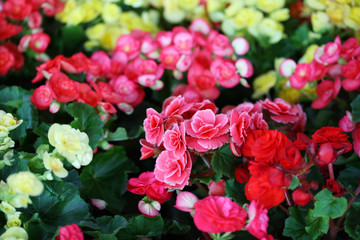 colorful begonia.
