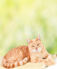 Fototapeta premium Ginger cat over green background.