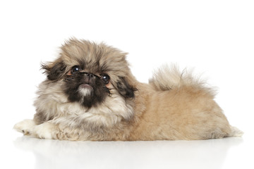 Pekingese puppy