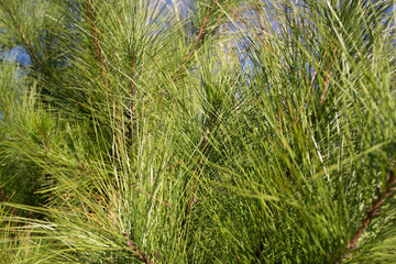 Closeup green pine needles background