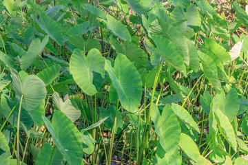 A field of taro plants