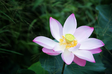 blooming lotus flower.