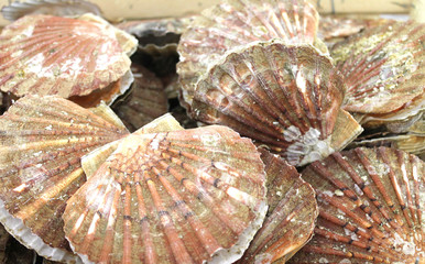 coquille saint-jacques