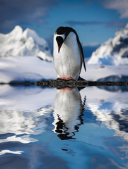 penguin on the rocks © Goinyk
