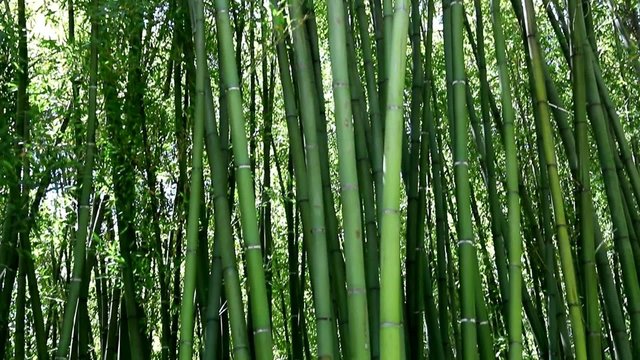 Chaumes de bambous