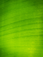 Texture background of green Leaf