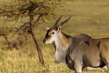 Eland