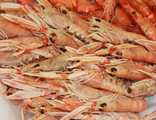 langoustines