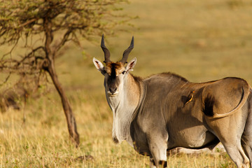Eland © Nadine Haase