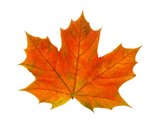 One colored maple leaf