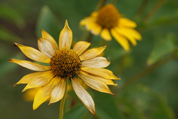 yellow daisies