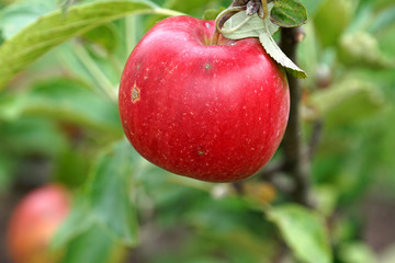 apple