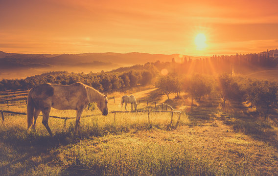 Fototapeta Wild horses and tuscan sunrise
