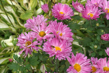 Obraz premium Aster Flowers