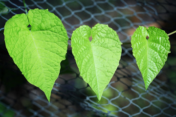 hert shape leaf.