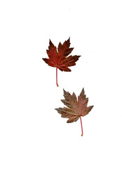 Maple Leaf