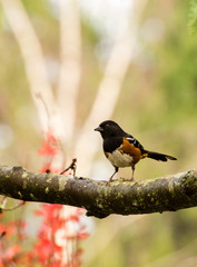 Spotted towhee on a tree branch