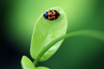 ladybug on young leaf.