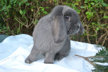 Lapin part de bleu