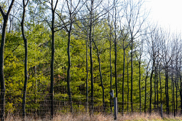 Tree Lined Country Road in Winter