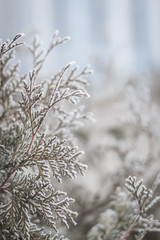 Winter twigs and grass covered with frost and snow