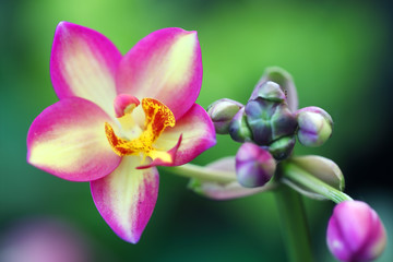 colorful ground orchid flower