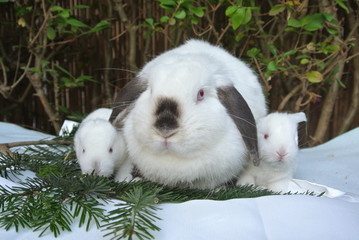 Lapine bélier et ses Bébés