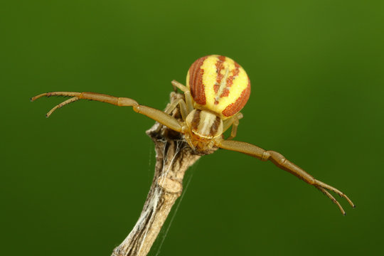 Crab spider on the green backround