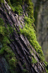 Мох на коре дерева