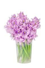 urple water hyacinth