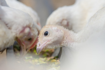 Close-up of the head of the younger chick chicken