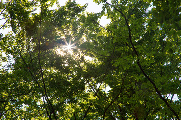 Fototapeta na wymiar Soleil à travers les branches