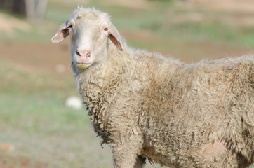 Portrait of sheep on field background